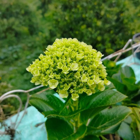 Green Mini-Hydrangea