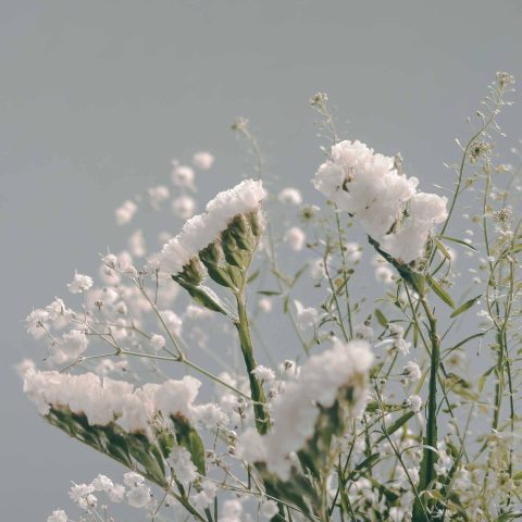 White Limonium