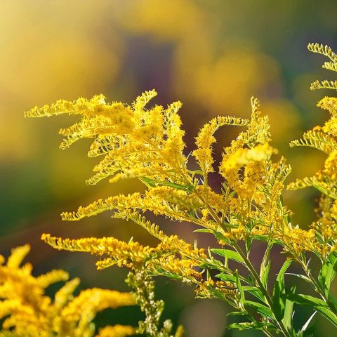 Yellow Solidago