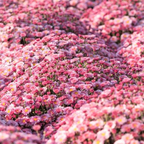 Light Purple Spray Mum