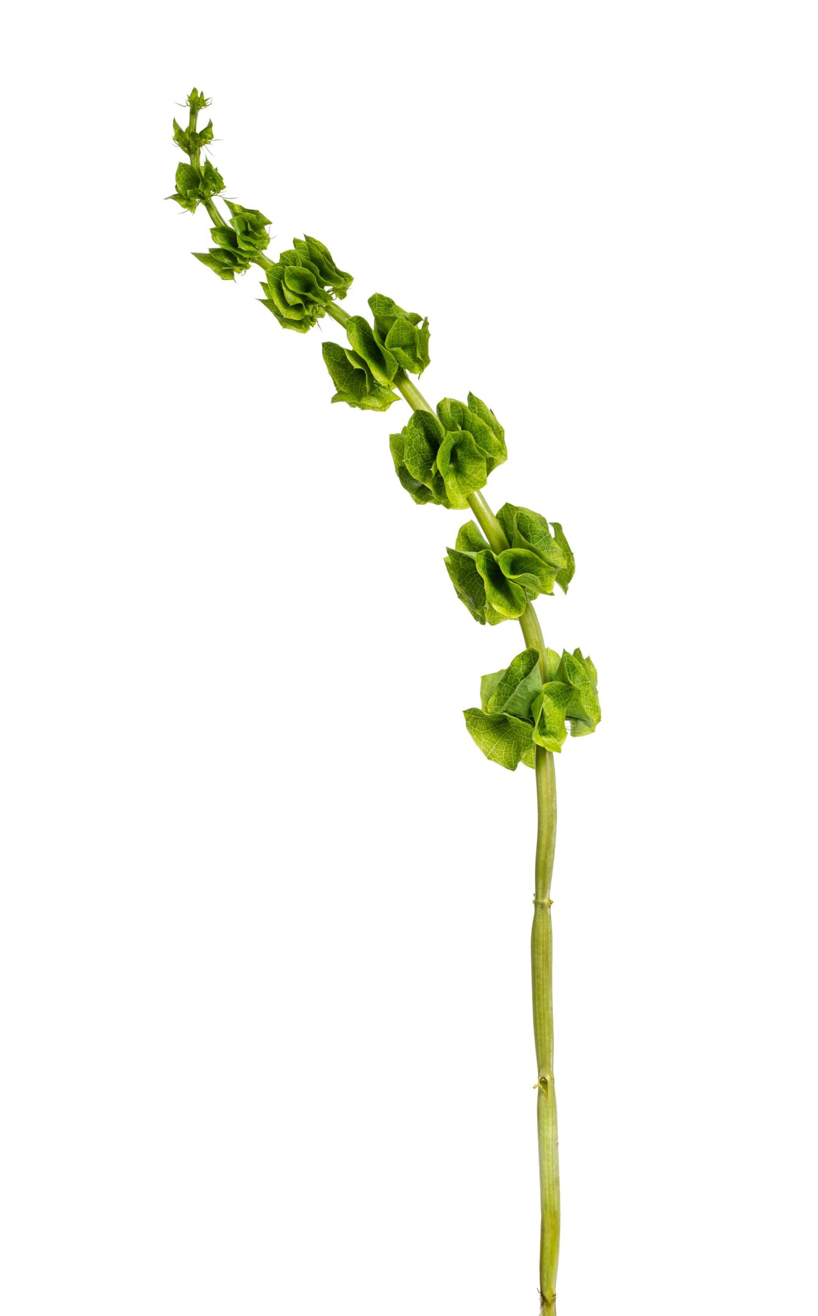 Bells of Ireland - Image 2