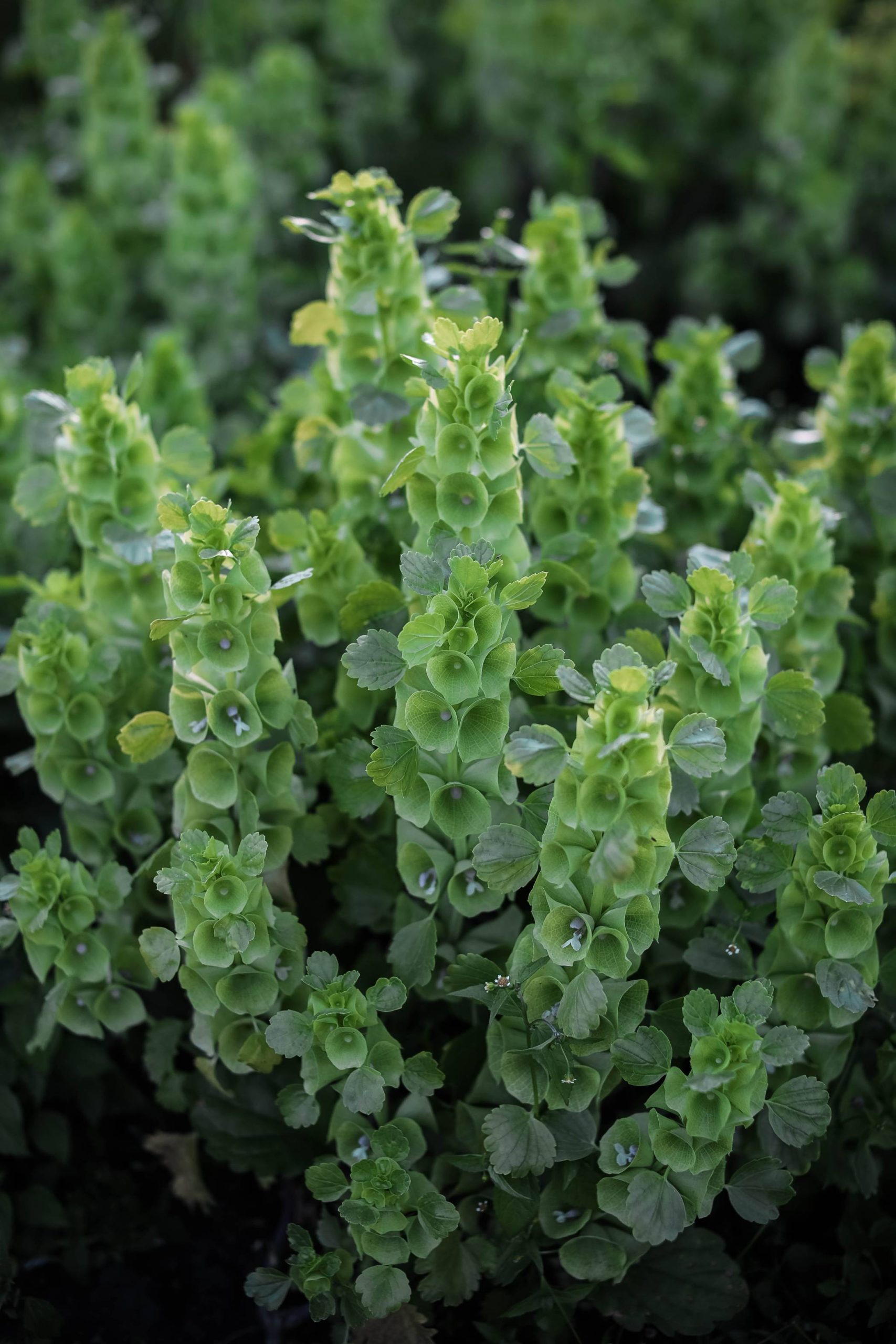 Bells of Ireland - Image 3