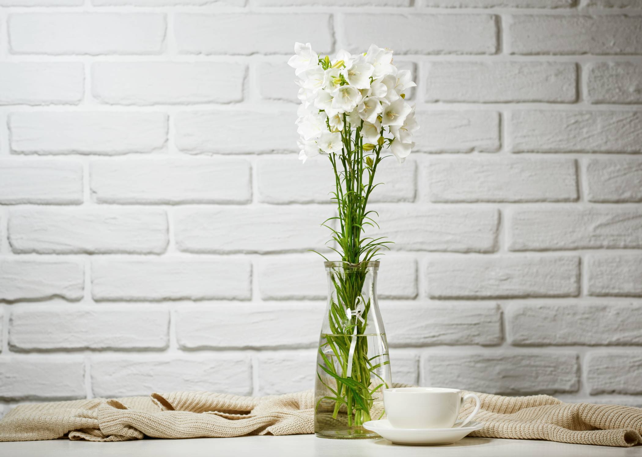 White Campanula - Image 3