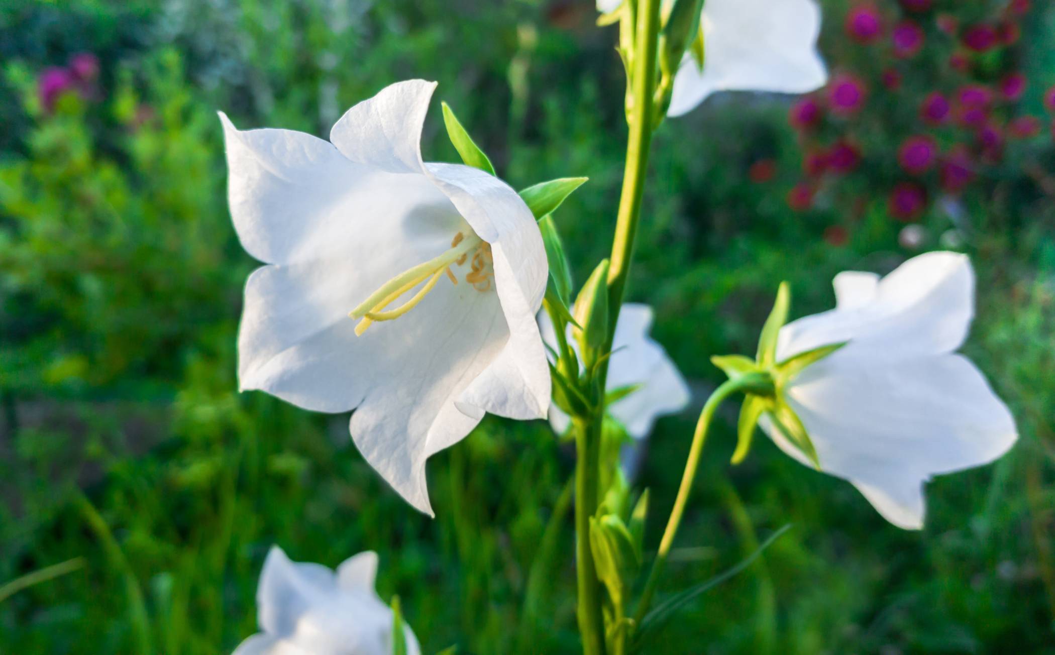 White Campanula - Image 2