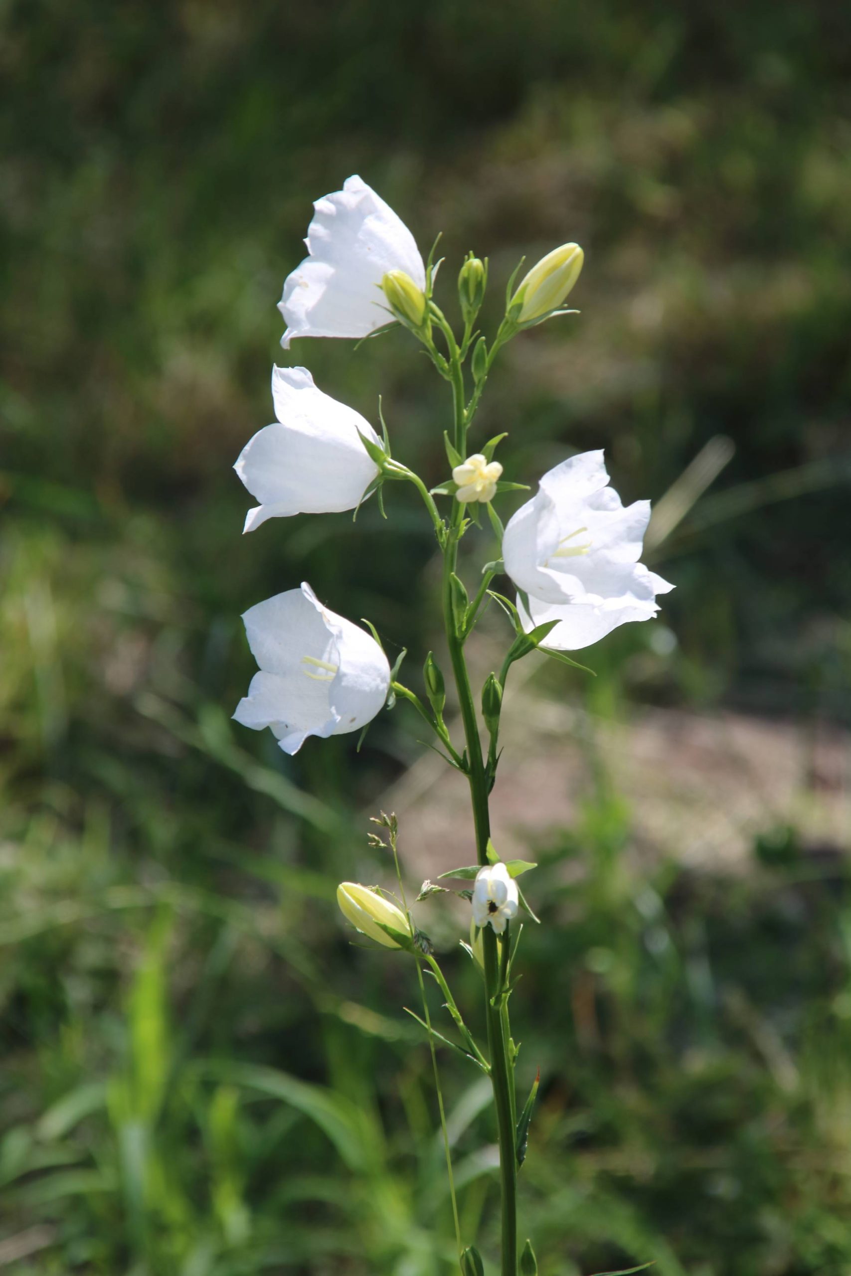 White Campanula