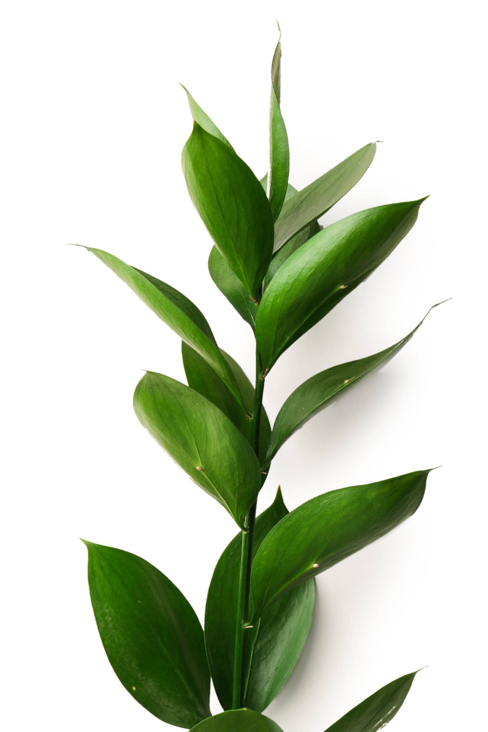 Israeli Ruscus - Image 2