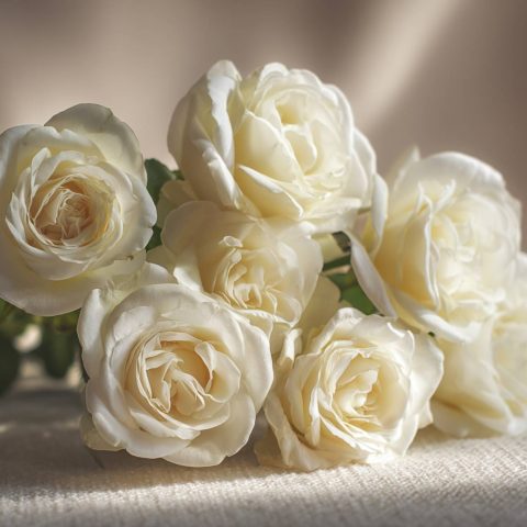 Ivory Spray Rose