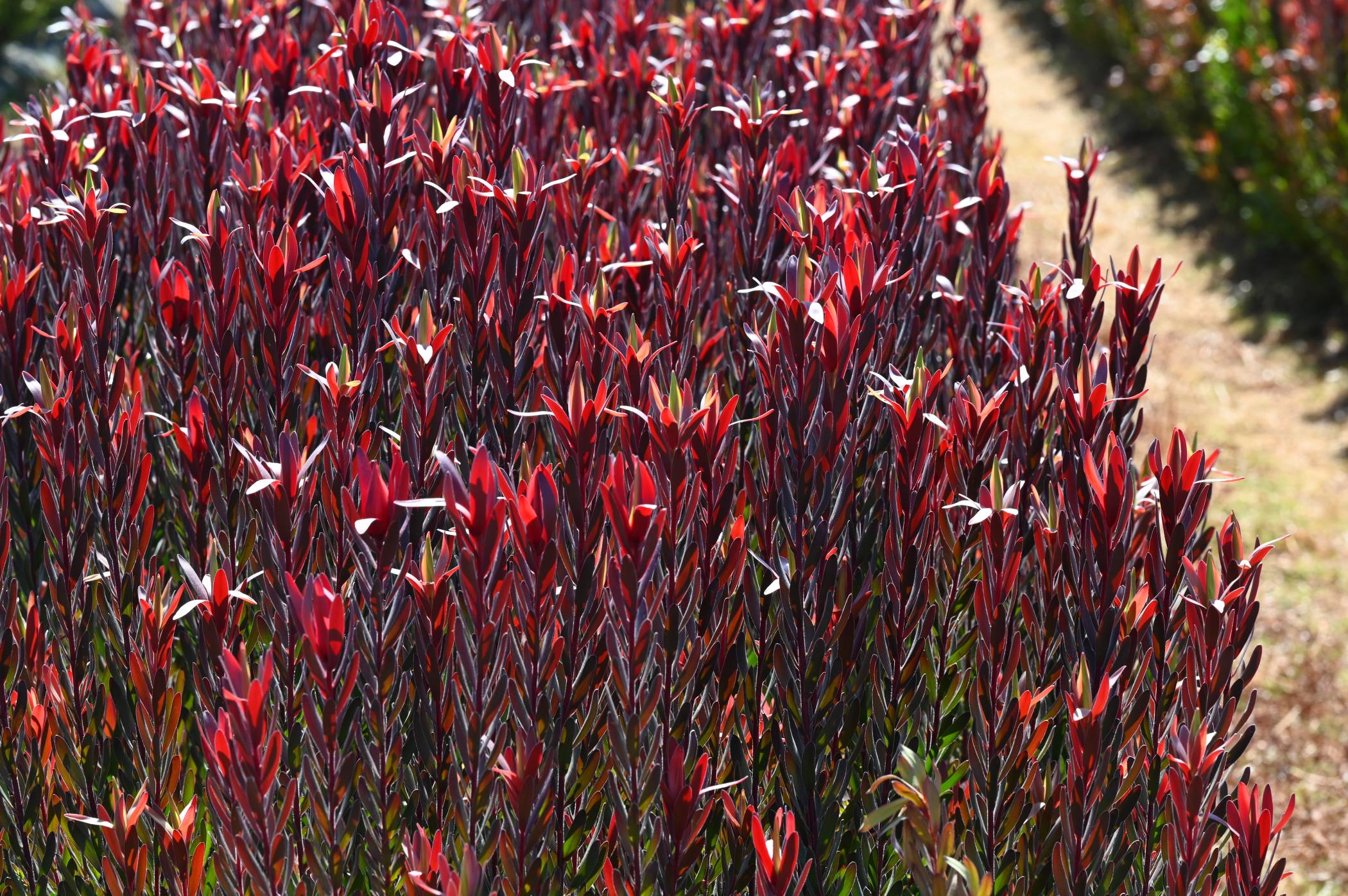 Leucadendron - Safari Sunset - Image 5