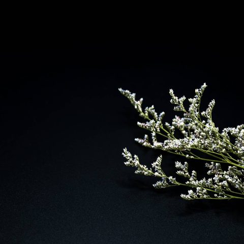 Limonium - White