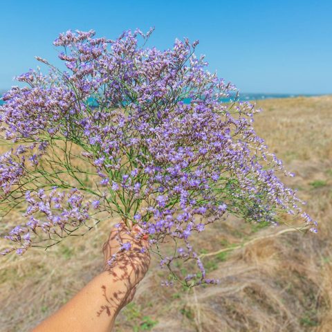 Limonium - Misty Blue