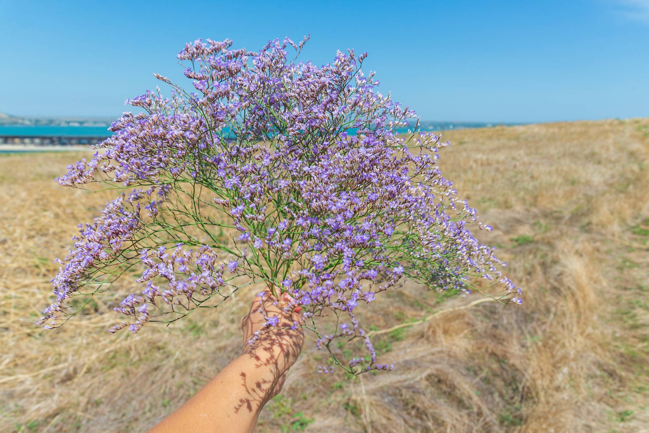Limonium - Misty Blue