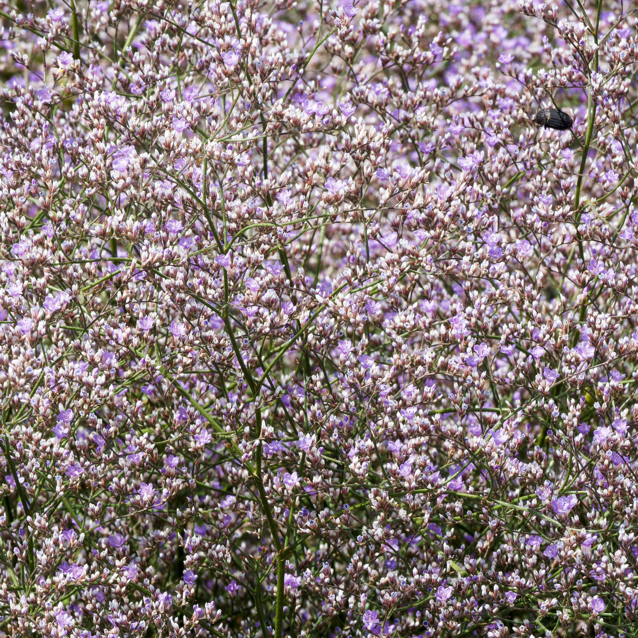 Limonium - Misty Blue - Image 3