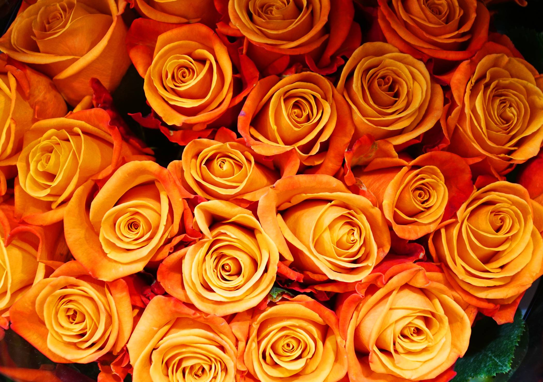 Orange Rose 50cm - Image 2