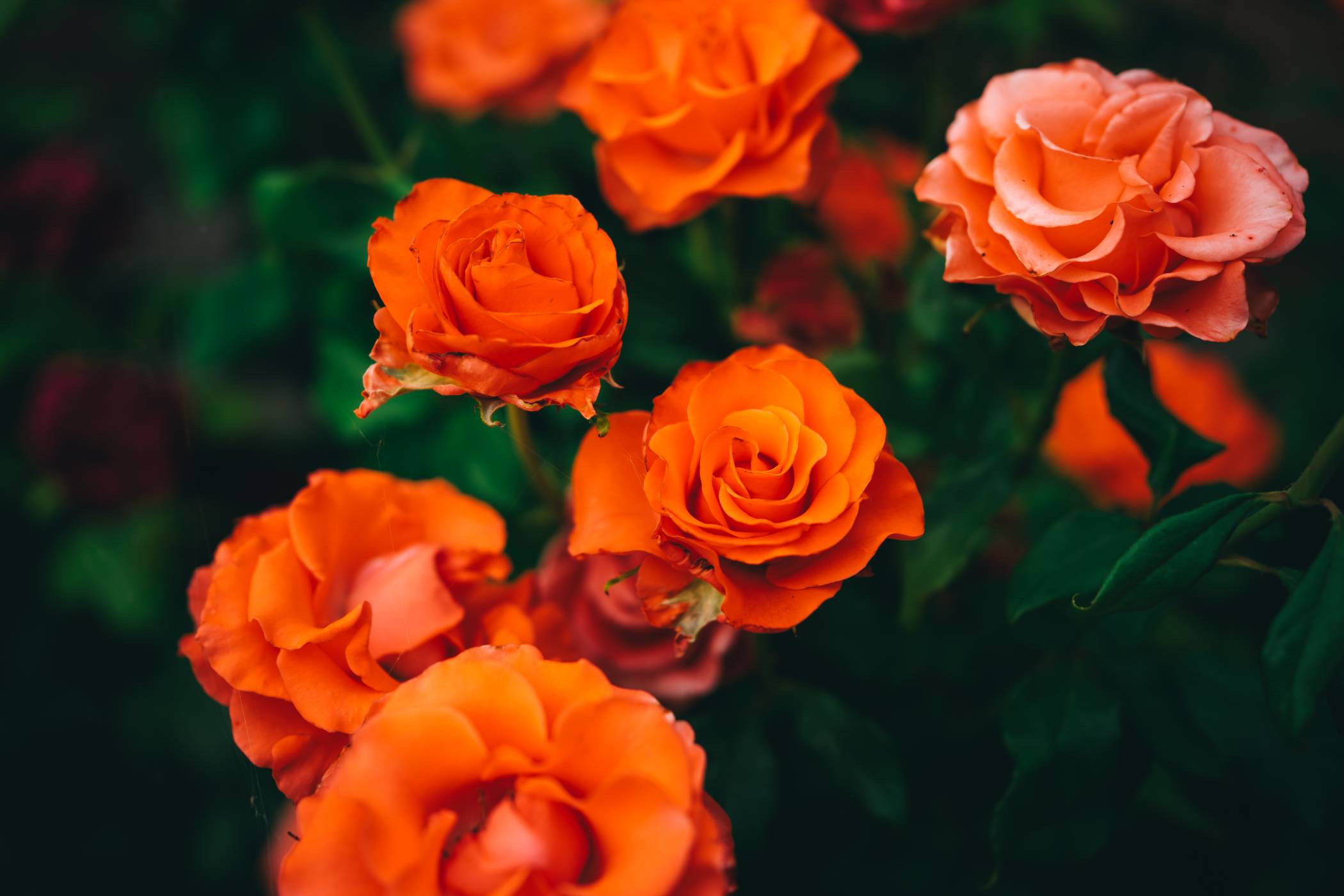 Orange Rose 50cm - Image 3