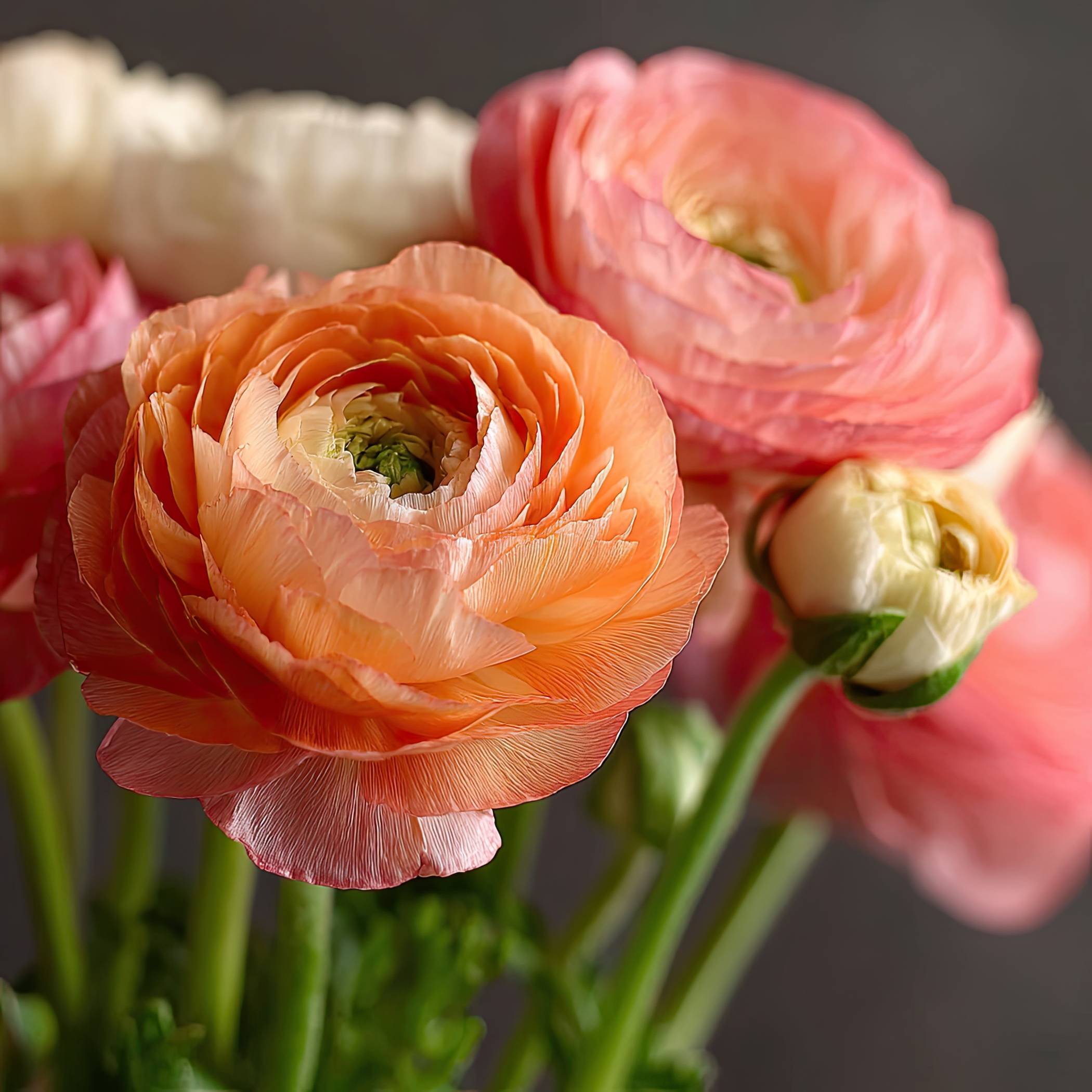 Peach Ranunculus