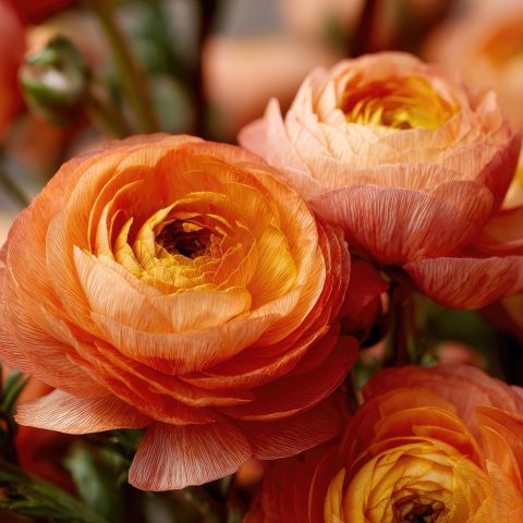 Burnt Orange Ranunculus