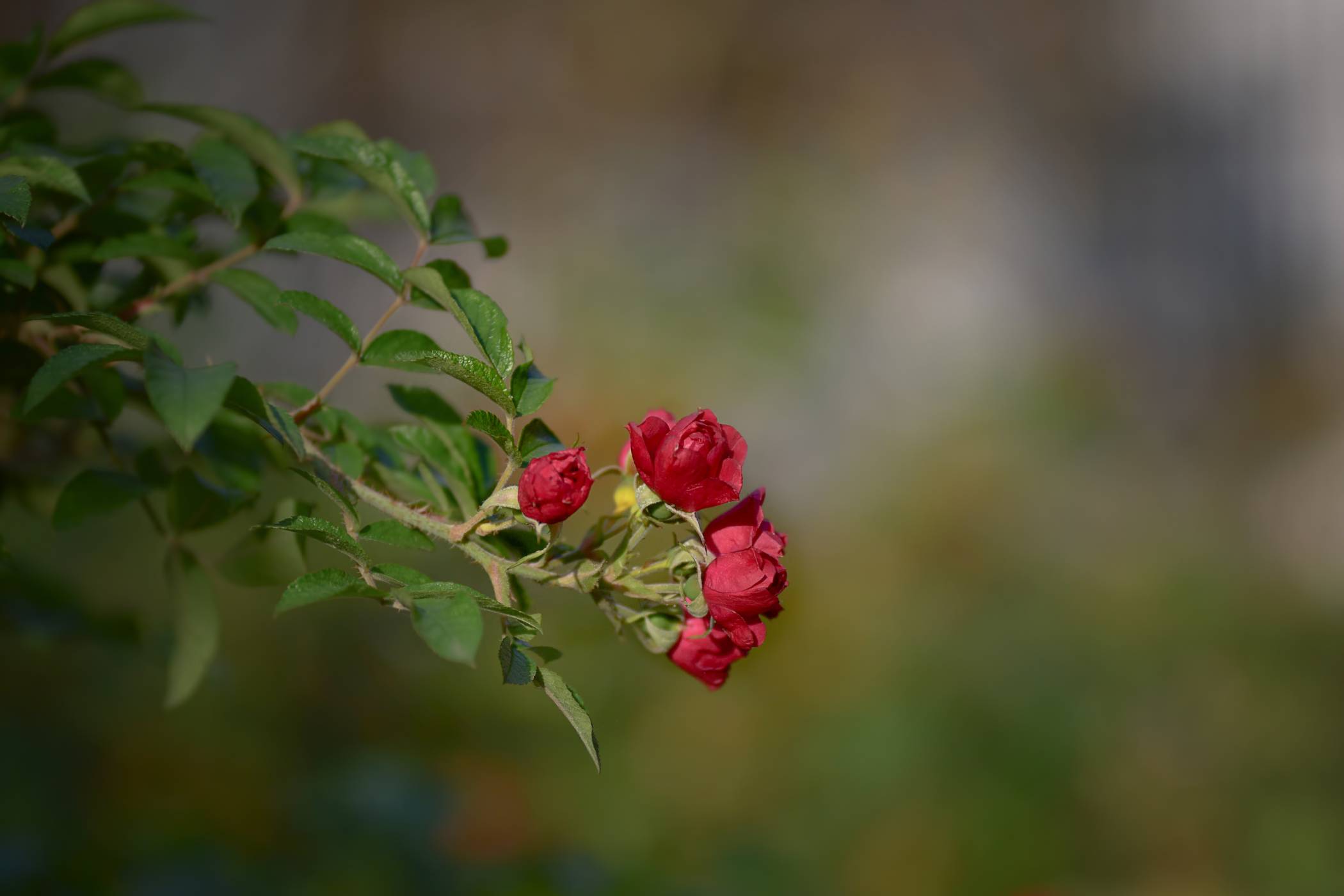 Red Spray Roses - Image 5