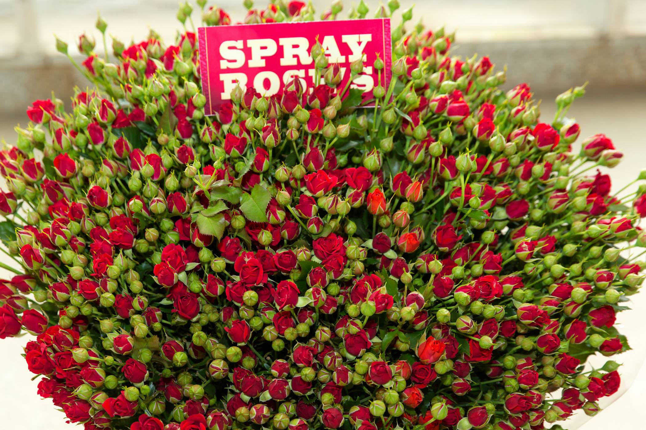 Red Spray Roses - Image 4