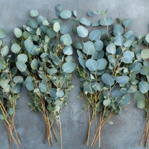 Assorted Eucalyptus Mix