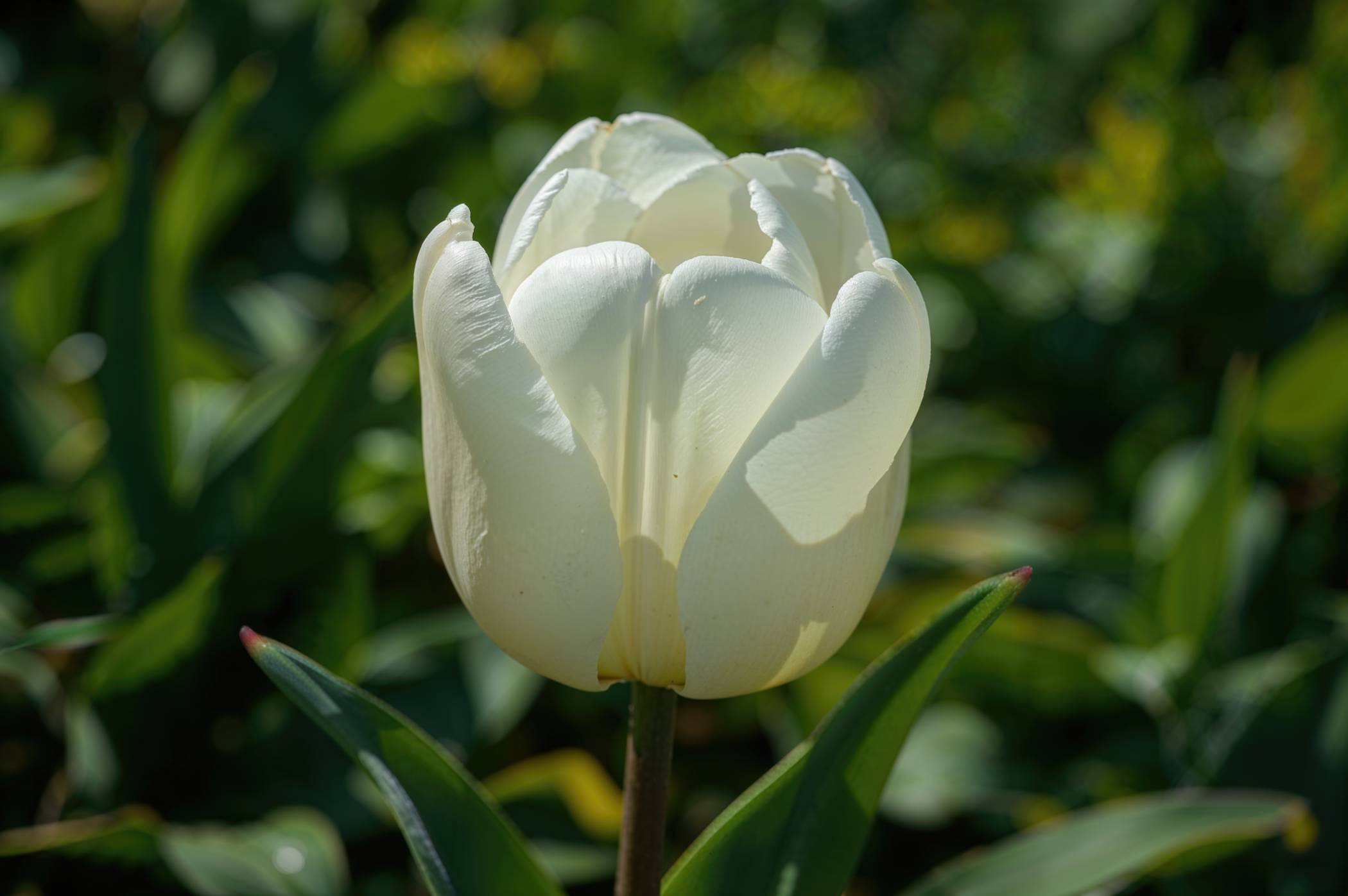 Tulip - White - Image 4