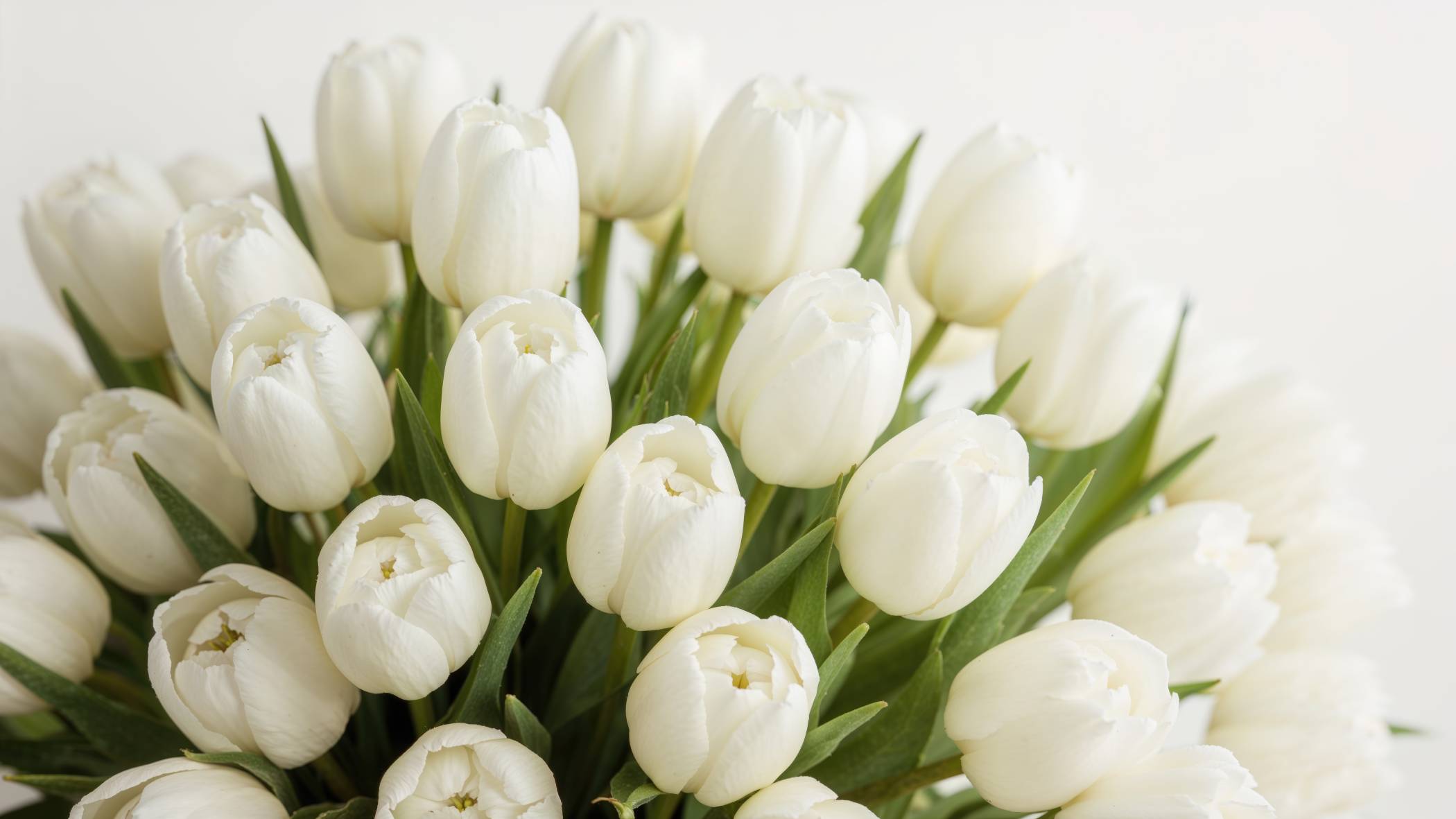 Tulip - White - Image 3
