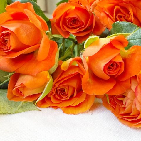 Orange Spray Rose